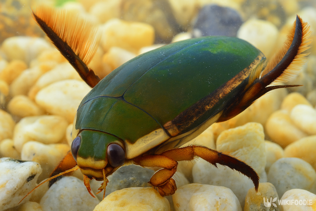 물방개 자료 사진. / 위키푸디