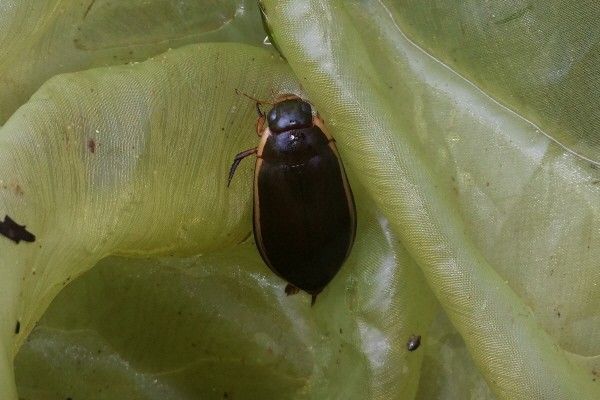 물방개 자료 사진. / 국립생물자원관