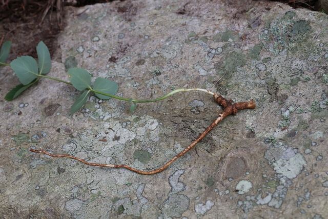 도라지 자료 사진. / 국립생물자원관