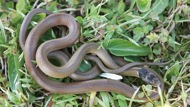 비바리뱀 자료 사진. / 국립생물자원관