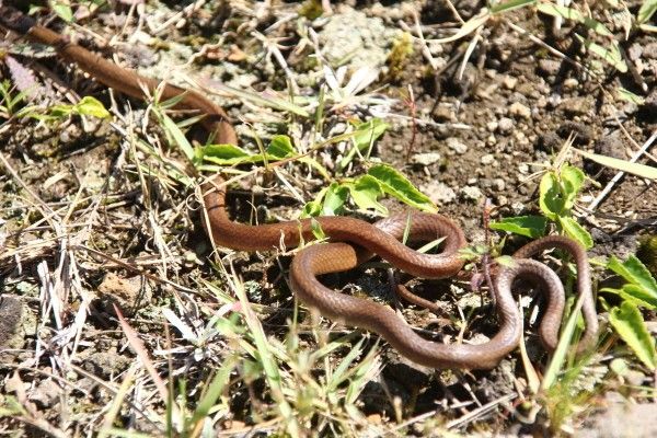 비바리뱀 자료 사진. / 국립생물자원관