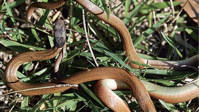 비바리뱀 자료 사진. / 국립생물자원관