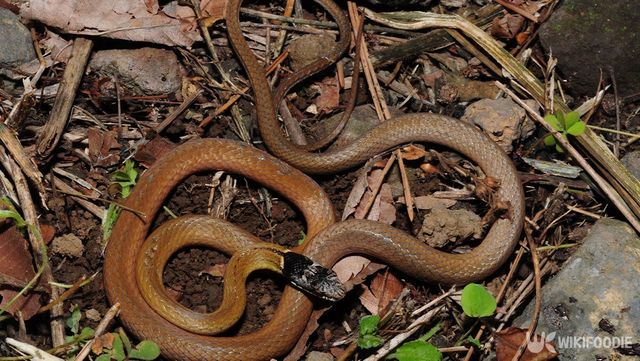 비바리뱀 자료 사진. / 국립생물자원관