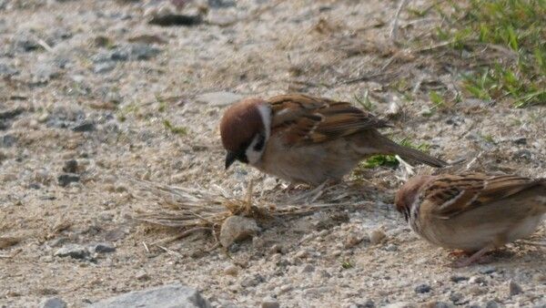 참새 자료 사진. / 국립생물자원관