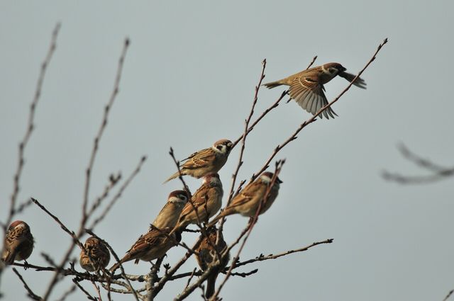 참새 자료 사진. / 국립생물자원관