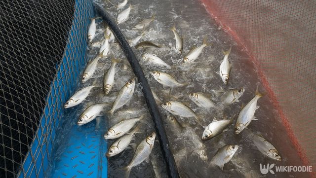 전어 자료 사진. / 위키푸디