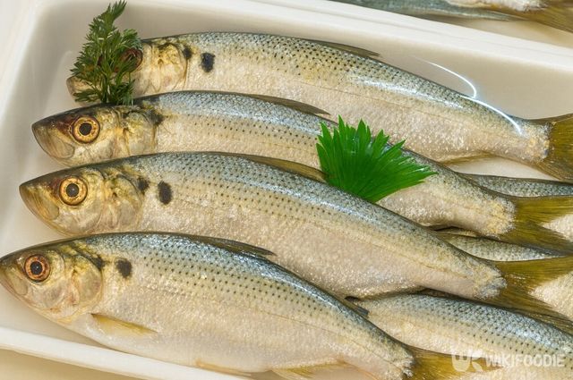 전어 자료 사진. / 위키푸디