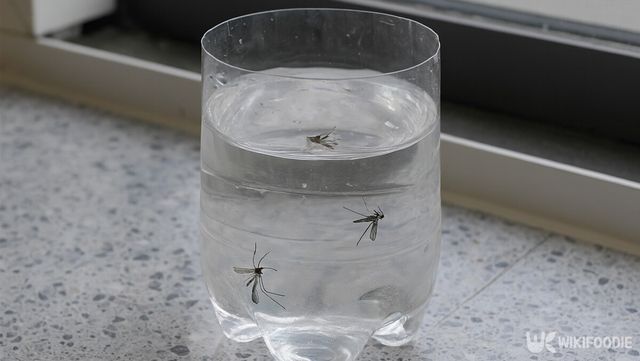 모기 퇴치제 자료 사진. / 위키푸디