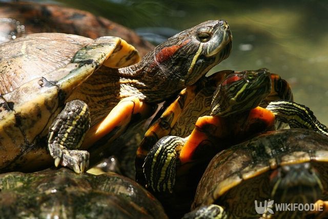 붉은귀거북 사진. / DOME PRATUMTONG-shutterstock.com
