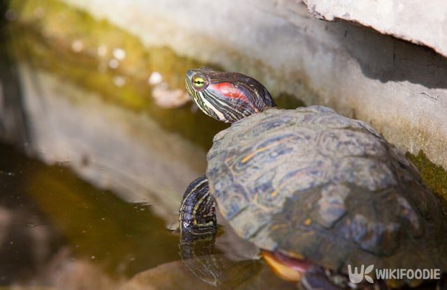 붉은귀거북 사진. / Sergii Votit-shutterstock.com