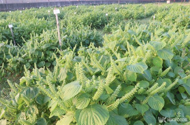 깻잎 꽃대 사진. / CMYK MAKER-shutterstock.com