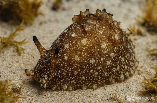 군소 자료 사진. / 위키푸디