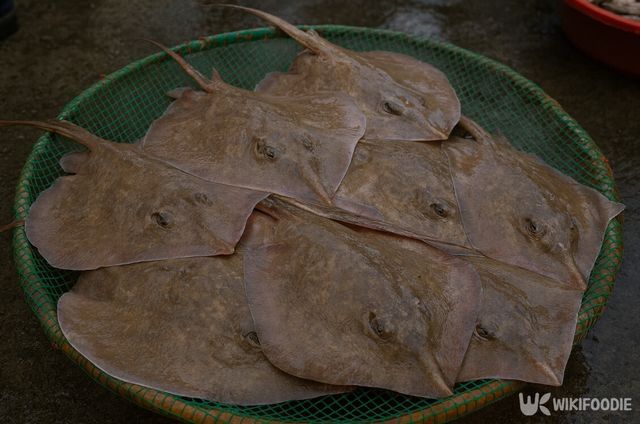 가오리 자료 사진. / 위키푸디
