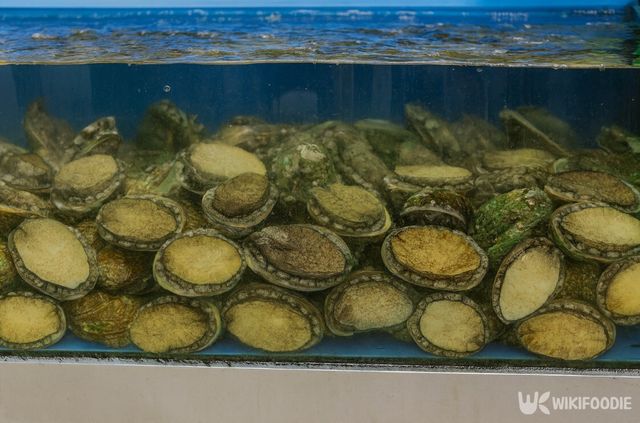 수조 안에 가득 붙어 있는 전복 사진. / 위키푸디