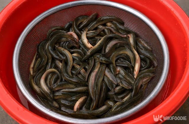 미꾸라지 자료 사진. / 위키푸디