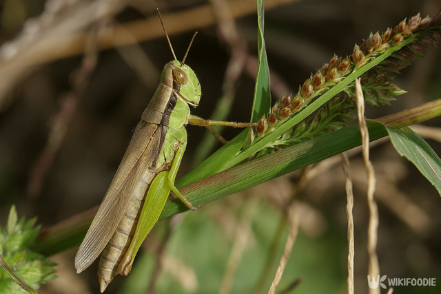 메뚜기 자료 사진. /&nbsp;위키푸디