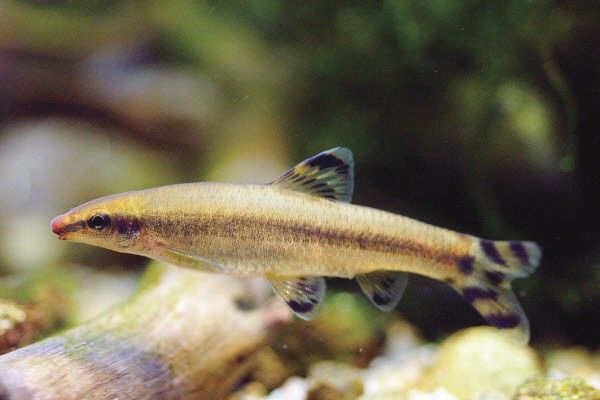 감돌고기 자료 사진. / 국립생물자원관