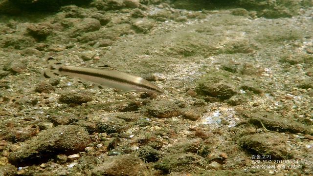 감돌고기 자료 사진. / 국립생물자원관