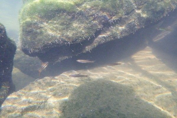 감돌고기 자료 사진. / 국립생물자원관