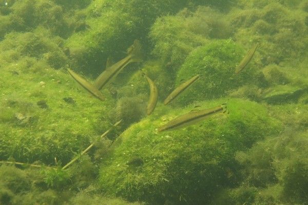 감돌고기 자료 사진. / 국립생물자원관