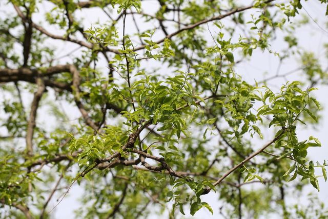 대추나무 자료 사진. / 국립생물자원관