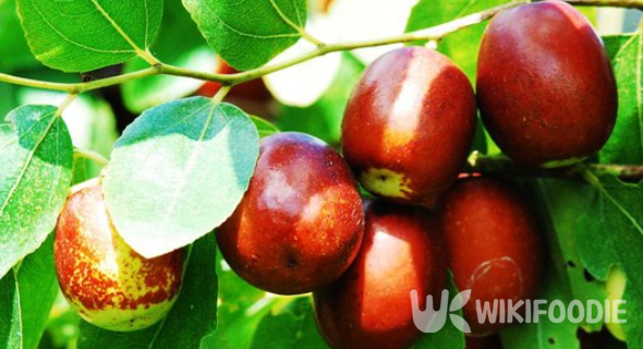 대추 자료 사진. / 위키푸디