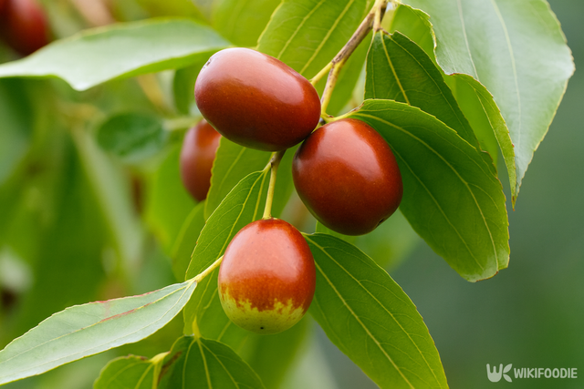 대추 자료 사진. / 위키푸디