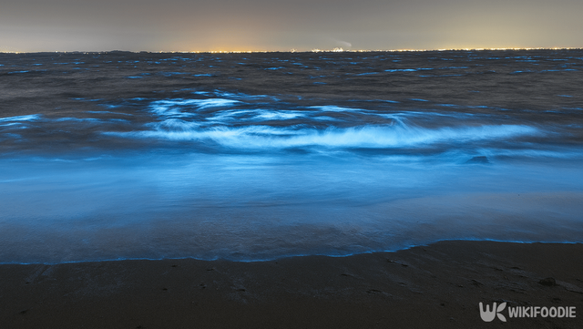 야광충 자료 사진. / 위키푸디