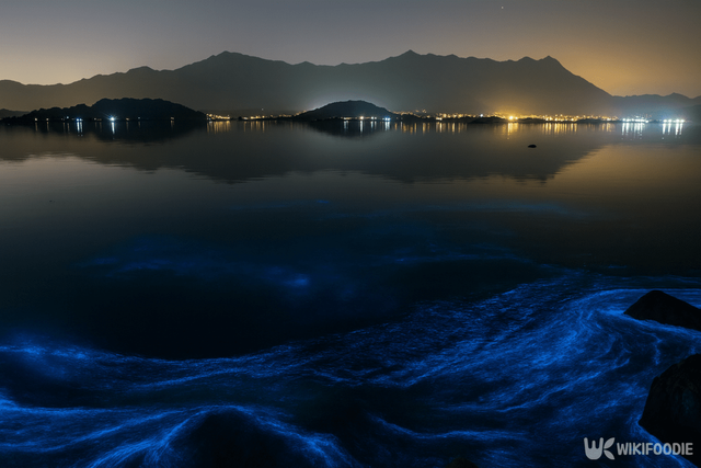 야광충 자료 사진. / 위키푸디