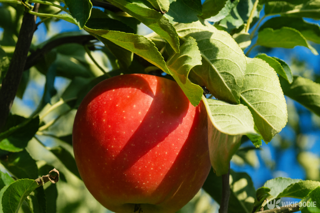 홍로 자료 사진. / 위키푸디