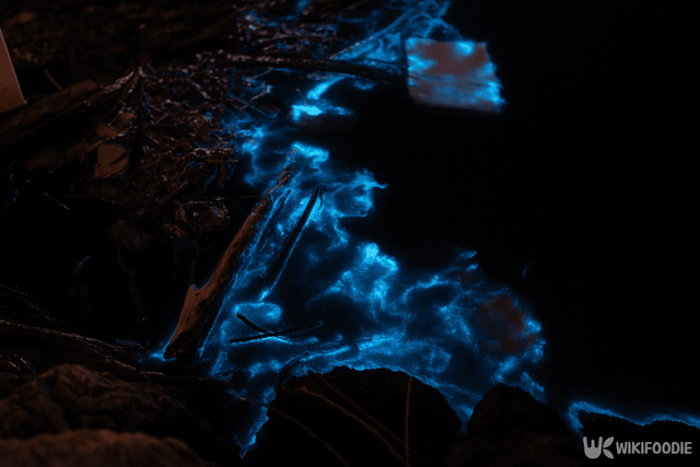 야광충 자료 사진. / 위키푸디