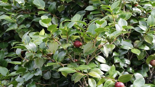 동백나무 자료 사진. / 국립생물자원관