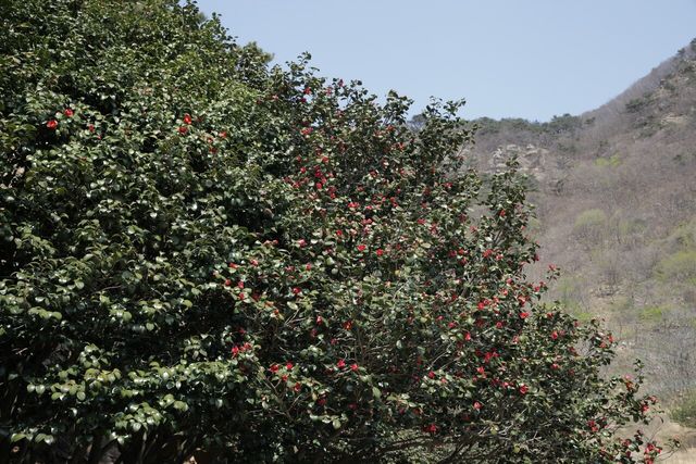 동백나무 자료 사진. / 국립생물자원관