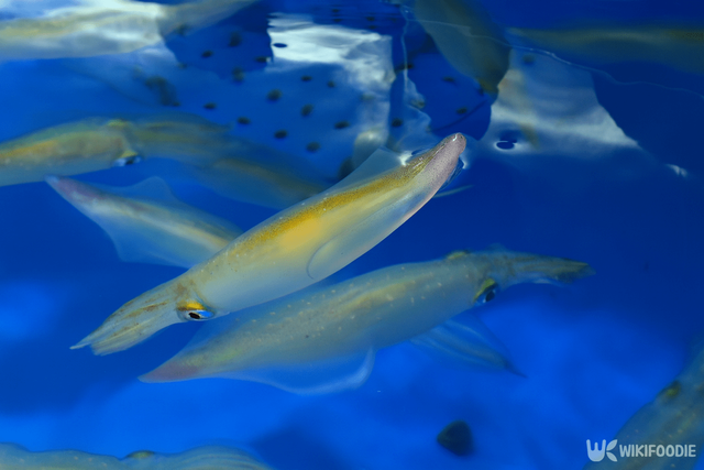 한치 자료 사진. / 위키푸디