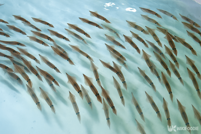 한치 자료 사진. / 위키푸디