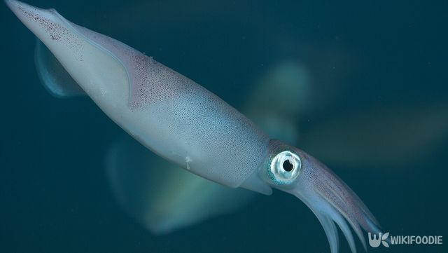 한치 자료 사진. / 위키푸디