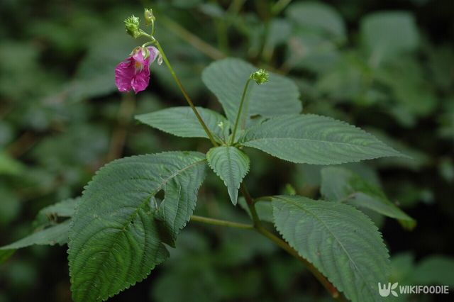 물봉선 자료 사진. / 국립생물자원관