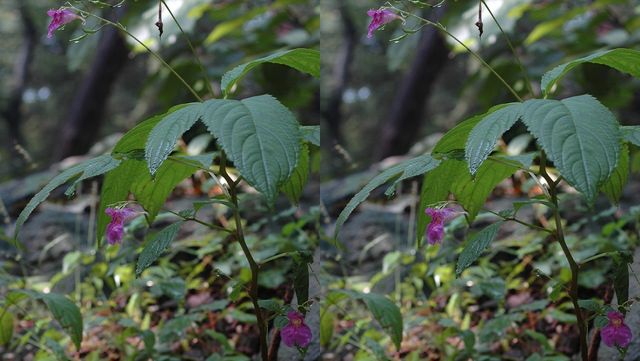 물봉선 자료 사진. / 국립생물자원관