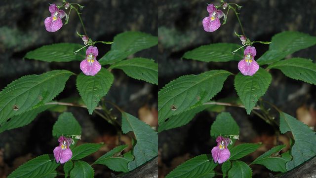 물봉선 자료 사진. / 국립생물자원관