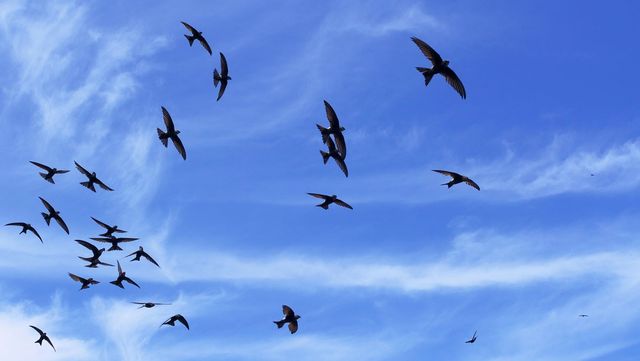 칼새 떼가 비행하고 있다. / rock ptarmigan-shutterstock.com