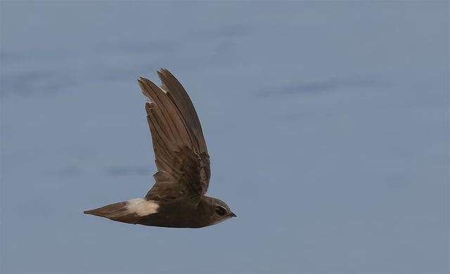 칼새가 날고 있는 모습이다. / MuhammadAliRajput-shutterstock.com
