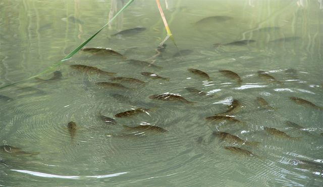 연못에서 붕어 떼가 헤엄치고 있다. / alexmak7-shutterstock.com