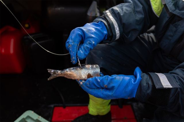 청어를 낚시바늘에 꿰고 있다. / Haavard Dyroe-shutterstock.com