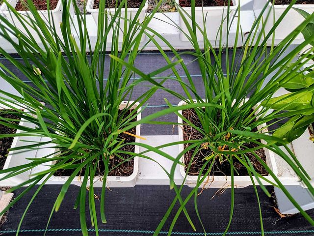 쪽파가 화분에서 자라고 있는 모습이다. / chanmeiling-shutterstock.com