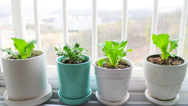 베란다에 상추를 심은 화분이 놓여 있다. / bbidac-shutterstock.com
