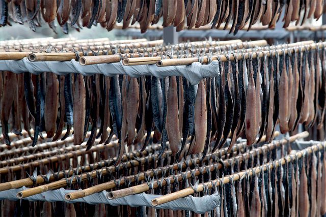 청어를 건조시켜 과메기로 만들고 있다. / SUNGMOON HAN-shutterstock.com