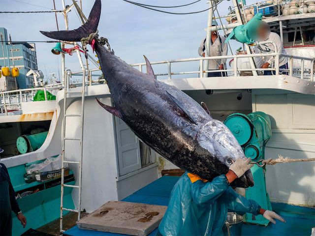 잡힌 대형 참다랑어가 어선으로 올려지고 있다. / Ricky kuo-shutterstock.com