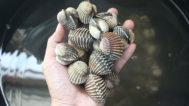 꼬막을 손에 들고 있다. / Pumpui-shutterstock.com