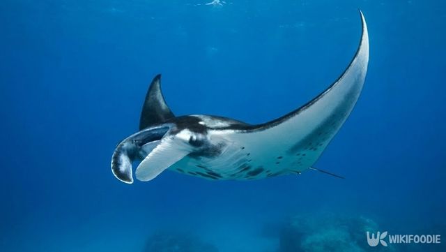 수온 변화로 이동 경로가 바뀌며 국내 해역에서도 관측 사례가 이어지고 있다. / 위키푸디