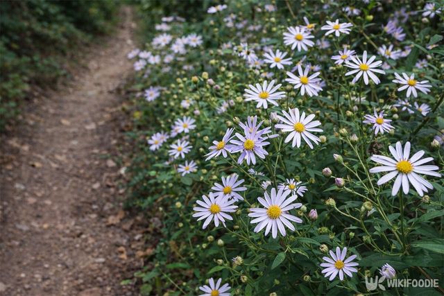 쑥부쟁이 꽃이 산길에 피어 있다. / 위키푸디